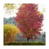 Liquidambar styraciflua 'Lane Roberts' | Sweet Gum Tree | 9L Pot | 120-150cm 2 Liquidambar styraciflua 'Lane Roberts' | Sweet Gum Tree | 9L Pot | 120-150cm -Camellia - shop TR87604 main image ec51