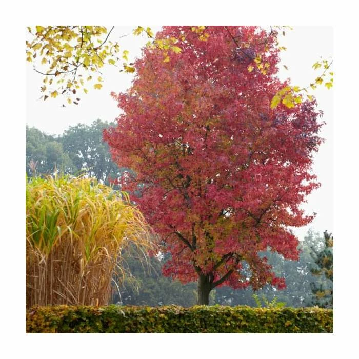 Liquidambar styraciflua 'Lane Roberts' | Sweet Gum Tree | 9L Pot | 120-150cm 3 Liquidambar styraciflua 'Lane Roberts' | Sweet Gum Tree | 9L Pot | 120-150cm
