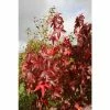 Liquidambar styraciflua 'Thea' | Sweet Gum Tree | 9L Pot | 120-150cm 1 Liquidambar styraciflua 'Thea' | Sweet Gum Tree | 9L Pot | 120-150cm -Camellia - shop TR87605 main image 5b2d