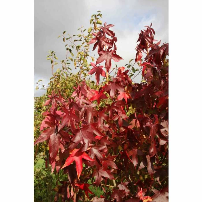 Liquidambar styraciflua 'Thea' | Sweet Gum Tree | 9L Pot | 120-150cm 3 Liquidambar styraciflua 'Thea' | Sweet Gum Tree | 9L Pot | 120-150cm