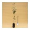 Sorbus aucuparia 'Cardinal Royal' | Rowan Tree | 9L Pot | 120-150cm 2 Sorbus aucuparia 'Cardinal Royal' | Rowan Tree | 9L Pot | 120-150cm -Camellia - shop TR87607 main image 7a43