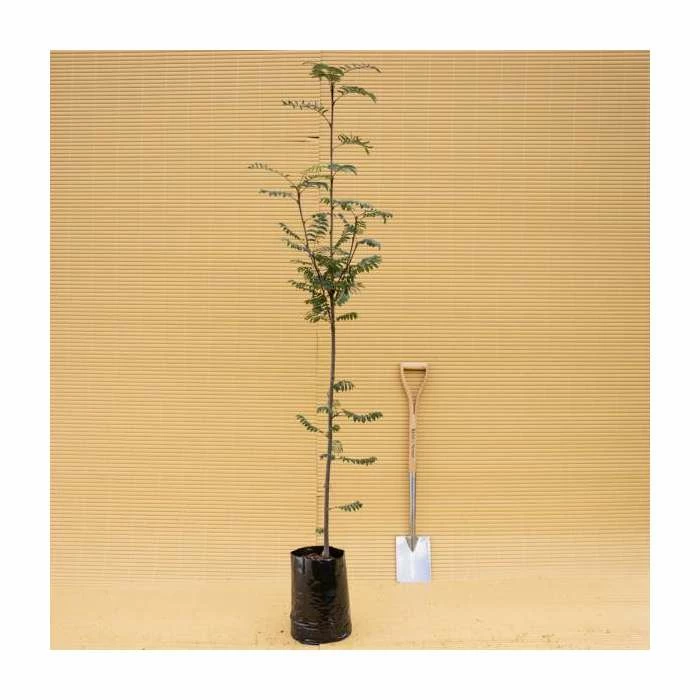 Sorbus aucuparia 'Cardinal Royal' | Rowan Tree | 9L Pot | 120-150cm 3 Sorbus aucuparia 'Cardinal Royal' | Rowan Tree | 9L Pot | 120-150cm