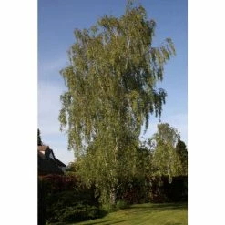 Betula pendula 'Dalecarlica' | 12L Pot | 150-180cm | By Frank P Matthews 7 Betula pendula 'Dalecarlica' | 12L Pot | 150-180cm | By Frank P Matthews -Camellia - shop TR9002 add image 1 5270
