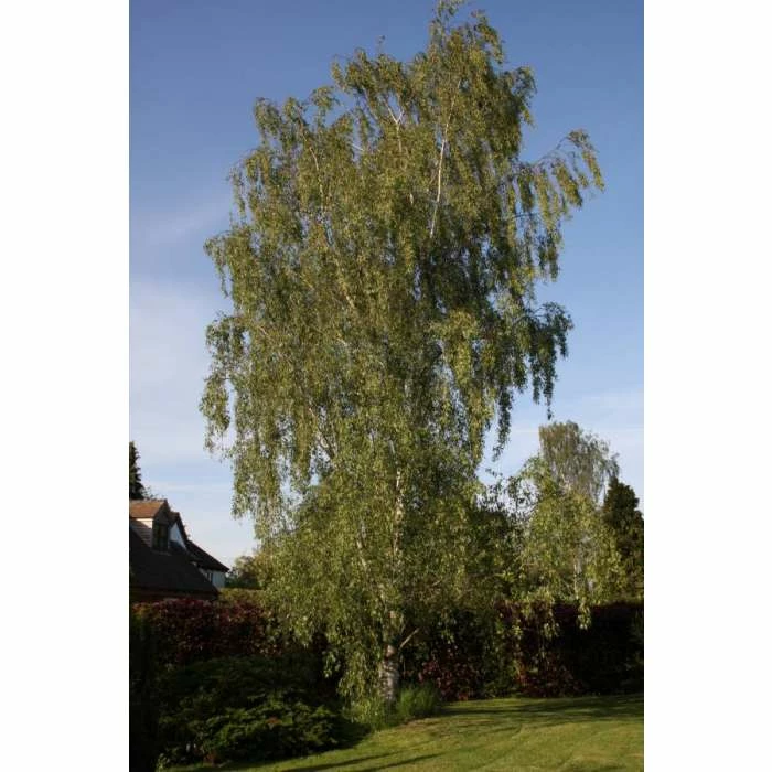 Betula pendula 'Dalecarlica' | 12L Pot | 150-180cm | By Frank P Matthews 5 Betula pendula 'Dalecarlica' | 12L Pot | 150-180cm | By Frank P Matthews - Image 3