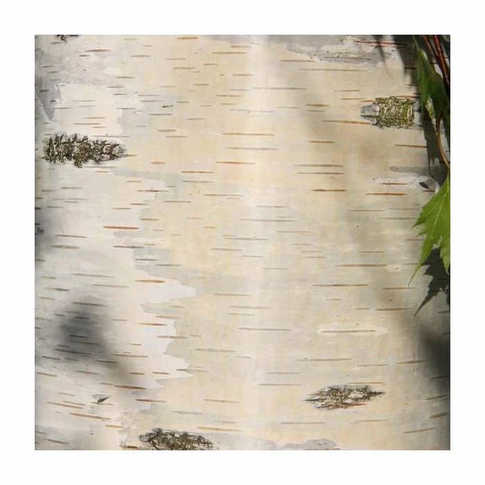 Betula pendula 'Dalecarlica' | 12L Pot | 150-180cm | By Frank P Matthews 3 Betula pendula 'Dalecarlica' | 12L Pot | 150-180cm | By Frank P Matthews