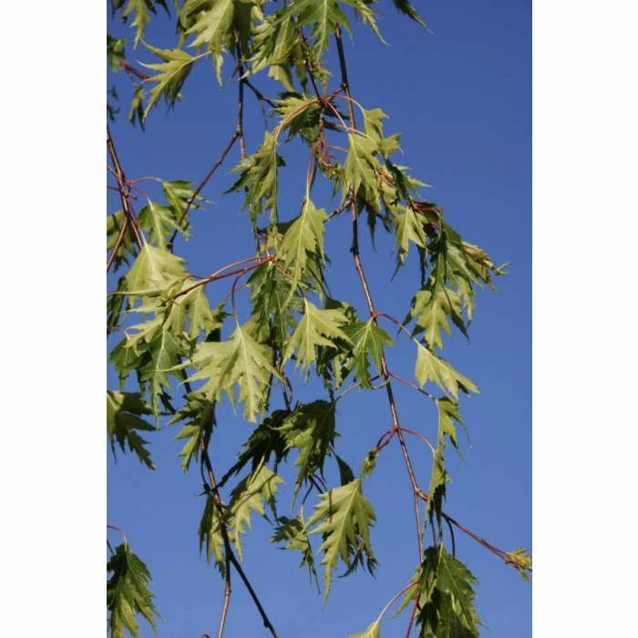 Betula pendula 'Dalecarlica' | 12L Pot | 150-180cm | By Frank P Matthews 4 Betula pendula 'Dalecarlica' | 12L Pot | 150-180cm | By Frank P Matthews - Image 2