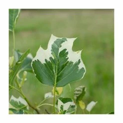 Liriodendron tulipifera 'Snow Bird' | Tulip Tree | 7L Pot | 110-140cm | By Frak P Matthews
