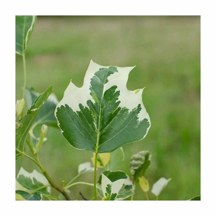 Liriodendron tulipifera 'Snow Bird' | Tulip Tree | 7L Pot | 110-140cm | By Frak P Matthews 3 Liriodendron tulipifera 'Snow Bird' | Tulip Tree | 7L Pot | 110-140cm | By Frak P Matthews