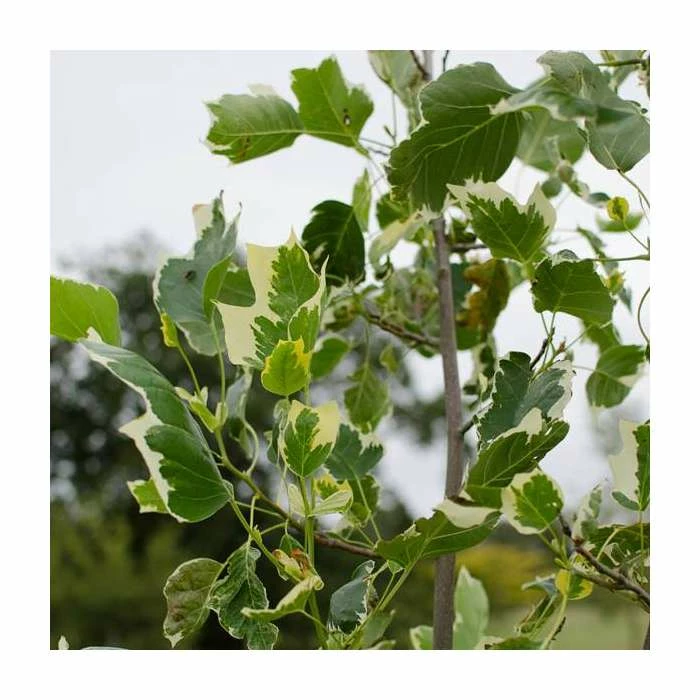 Liriodendron tulipifera 'Snow Bird' | Tulip Tree | 7L Pot | 110-140cm | By Frak P Matthews 4 Liriodendron tulipifera 'Snow Bird' | Tulip Tree | 7L Pot | 110-140cm | By Frak P Matthews - Image 2