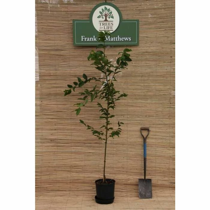 Carpinus betulus ‘Lucas’ | Hornbeam Tree | 12L Pot | 150-180cm | By Frank P Matthews 4 Carpinus betulus ‘Lucas’ | Hornbeam Tree | 12L Pot | 150-180cm | By Frank P Matthews - Image 2