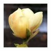 Magnolia 'Honey Tulip' | 12L Pot | 150-180cm | By Frank P Matthews 1 Magnolia 'Honey Tulip' | 12L Pot | 150-180cm | By Frank P Matthews -Camellia - shop TR9028 main image 35c3