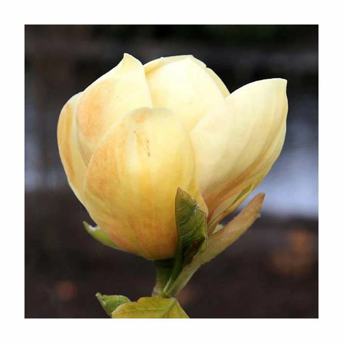 Magnolia 'Honey Tulip' | 12L Pot | 150-180cm | By Frank P Matthews 3 Magnolia 'Honey Tulip' | 12L Pot | 150-180cm | By Frank P Matthews