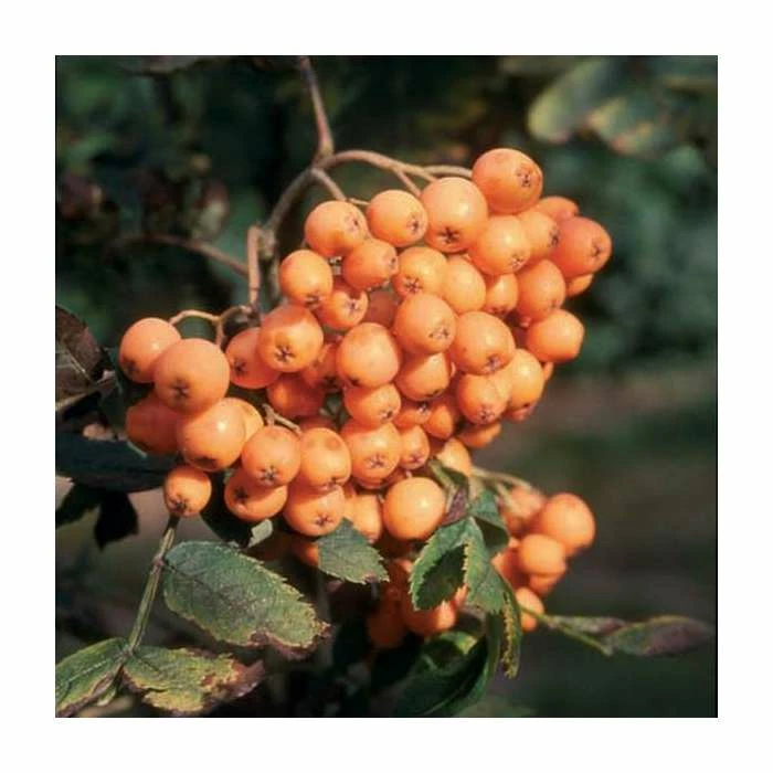 Sorbus 'Croft Coral' | Rowan Tree | 12L Pot | 150-180cm | By Frank P Matthews 3 Sorbus 'Croft Coral' | Rowan Tree | 12L Pot | 150-180cm | By Frank P Matthews