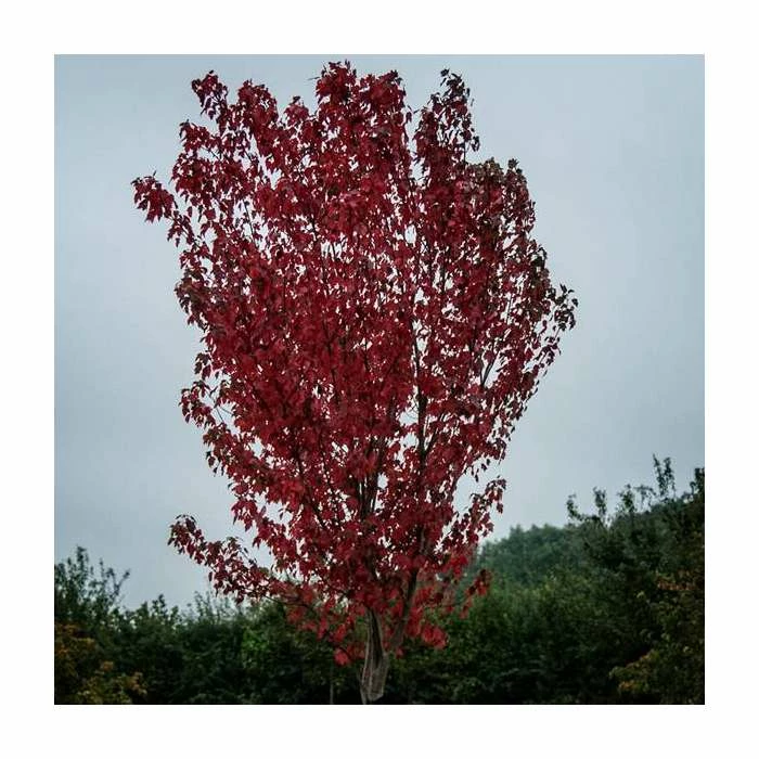 Acer rubrum 'Sun Valley' | Red Maple Tree | 12L Pot | 150-180cm | By Frank P Matthews 4 Acer rubrum 'Sun Valley' | Red Maple Tree | 12L Pot | 150-180cm | By Frank P Matthews - Image 2