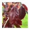 Fagus sylvatica 'Black Swan' | Weeping Purple Beech Tree | 12L Pot | 150-180cm | By Frank P Matthews -Camellia - shop TR9035 main image 506e