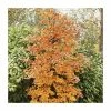 Fagus sylvatica | Common Beech Tree | 12L Pot | 150-180cm | By Frank P Matthews 2 Fagus sylvatica | Common Beech Tree | 12L Pot | 150-180cm | By Frank P Matthews -Camellia - shop TR9041 main image c32f