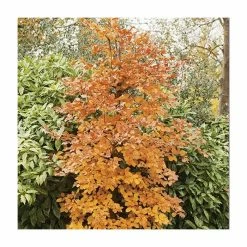 Fagus sylvatica | Common Beech Tree | 12L Pot | 150-180cm | By Frank P Matthews