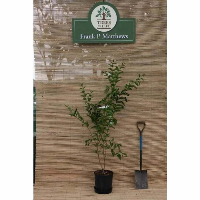 Euonymus hamiltonianus 'Indian Summer' | Spindle Tree | 12L Pot | 150-180cm | By Frank P Matthews 4 Euonymus hamiltonianus 'Indian Summer' | Spindle Tree | 12L Pot | 150-180cm | By Frank P Matthews - Image 2