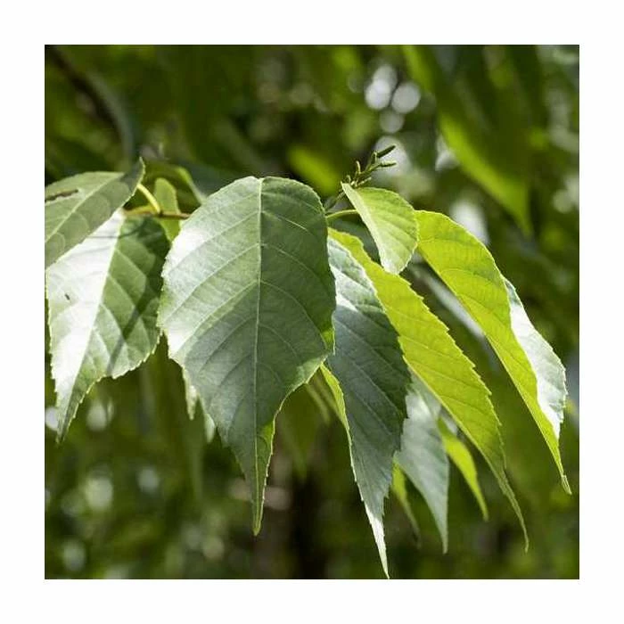 Alnus × spaethii | Aldar Tree | 12L Pot | 150-180cm | By Frank P Matthews 3 Alnus × spaethii | Aldar Tree | 12L Pot | 150-180cm | By Frank P Matthews