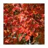 Acer rubrum 'Scanlon' | Red Maple Tree | 12L Pot | 150-180cm | By Frank P Matthews 1 Acer rubrum 'Scanlon' | Red Maple Tree | 12L Pot | 150-180cm | By Frank P Matthews -Camellia - shop TR9052 main image 9a4a