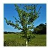 Ulmus x Wingham | Elm Tree | 12L Pot | 150-180cm | By Frank P Matthews 1 Ulmus x Wingham | Elm Tree | 12L Pot | 150-180cm | By Frank P Matthews -Camellia - shop TR9056 main image d54a