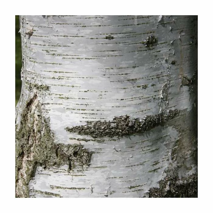 Betula pendula subsp. pendula 'Tristis' | Birch Tree | 12L Pot | 150-180cm | By Frank P Matthews 3 Betula pendula subsp. pendula 'Tristis' | Birch Tree | 12L Pot | 150-180cm | By Frank P Matthews