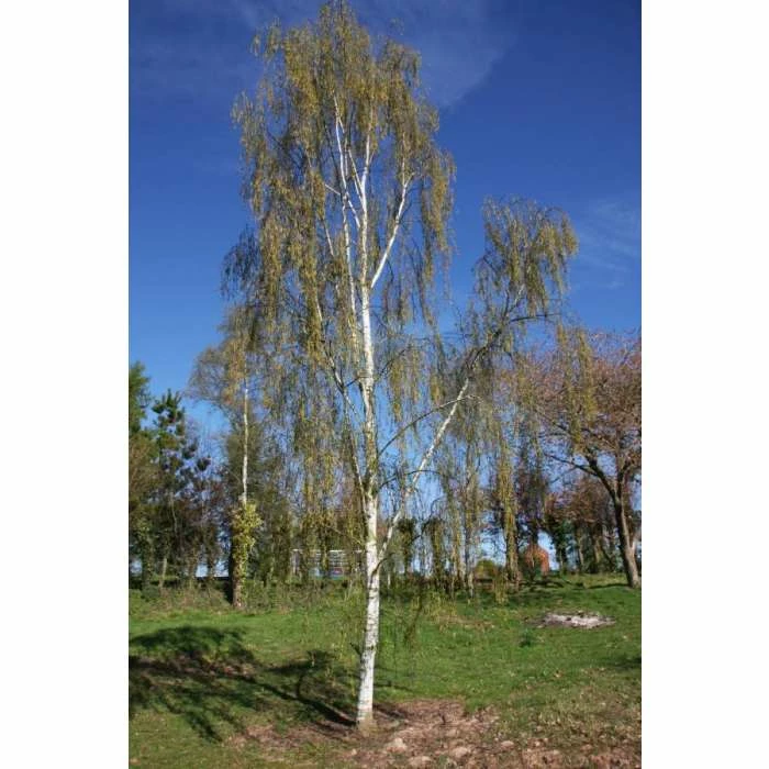 Betula pendula subsp. pendula 'Tristis' | Birch Tree | 12L Pot | 150-180cm | By Frank P Matthews 4 Betula pendula subsp. pendula 'Tristis' | Birch Tree | 12L Pot | 150-180cm | By Frank P Matthews - Image 2