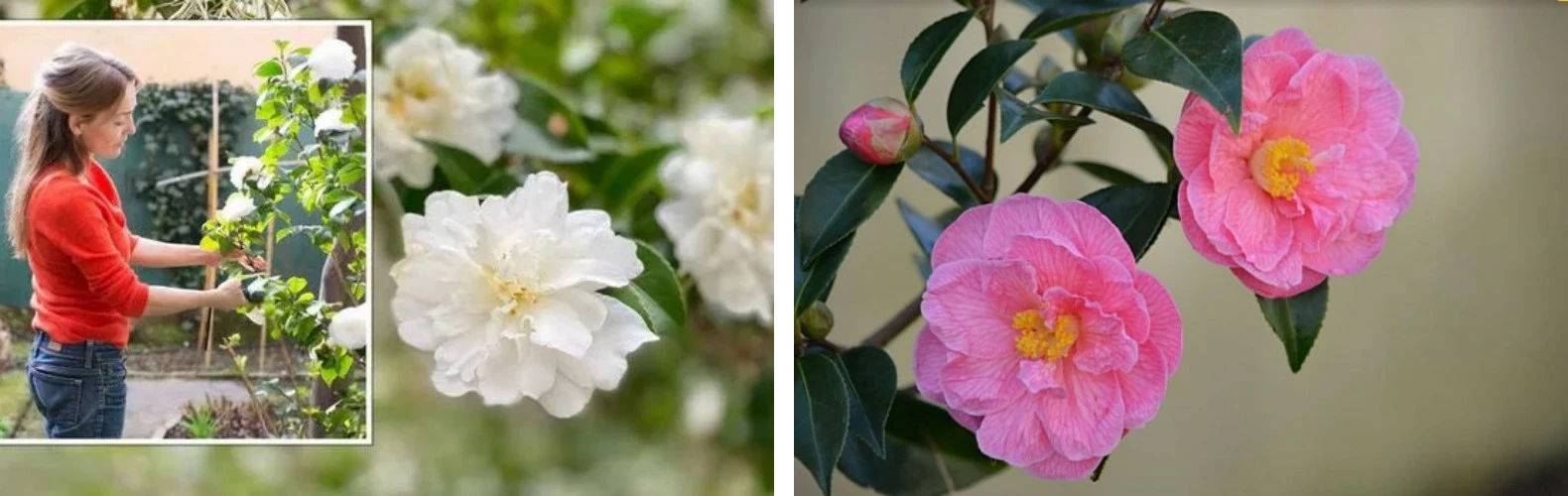 Camellia - shop 1 Camellia - shop -Camellia - shop 未命名